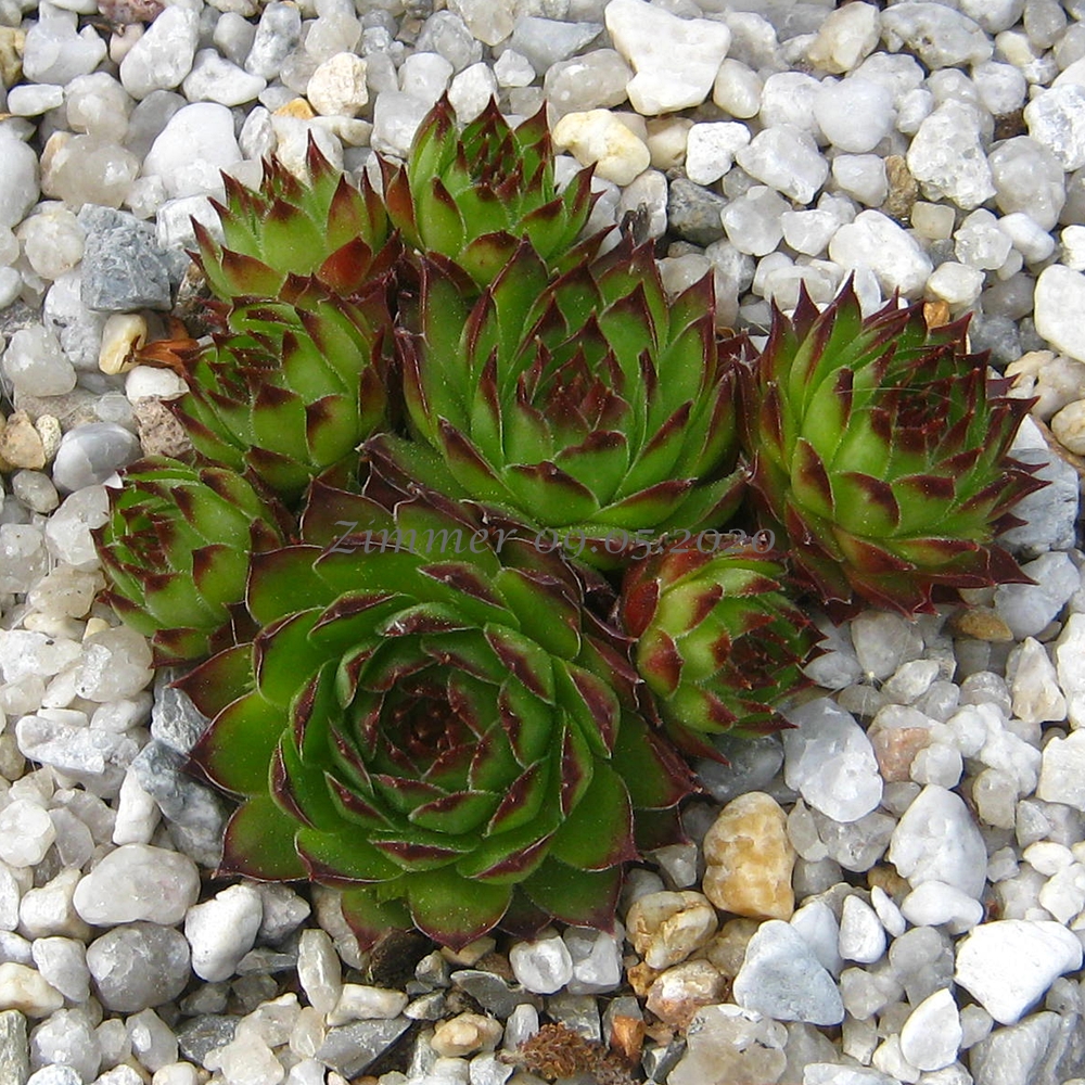 calcareum cf. from La Bernarde