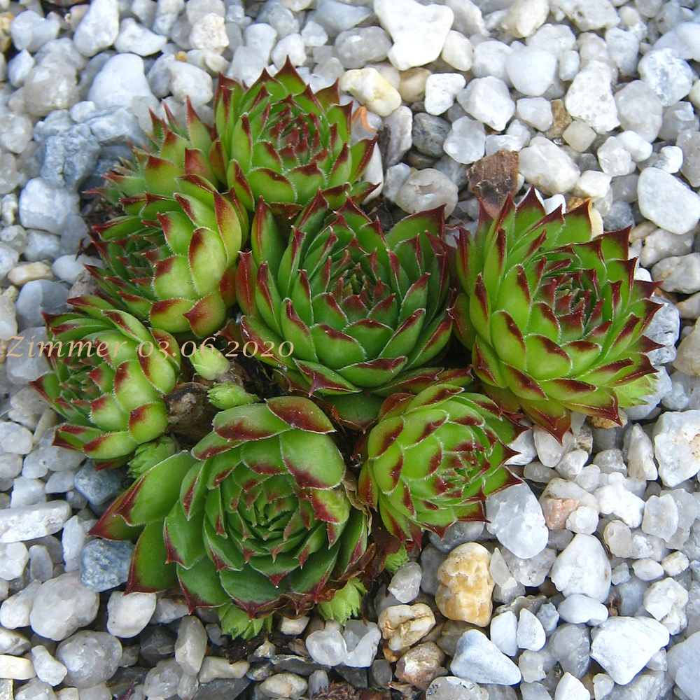 calcareum cf. from La Bernarde