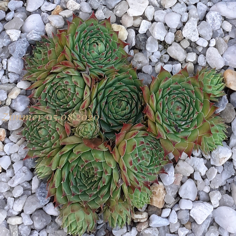 calcareum cf. from La Bernarde