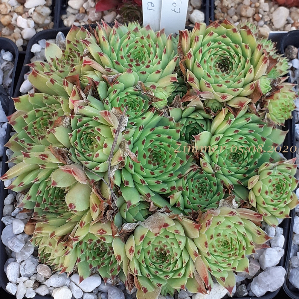 calcareum from Gréolières-les-Neiges