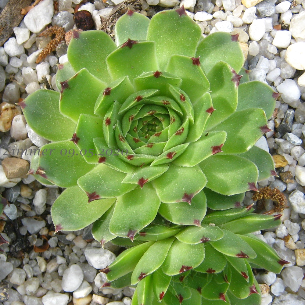 calcareum from Col de Gleize (Typ 3)