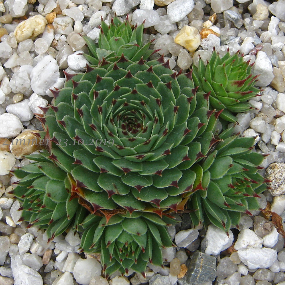 calcareum from La Colle St. Michel