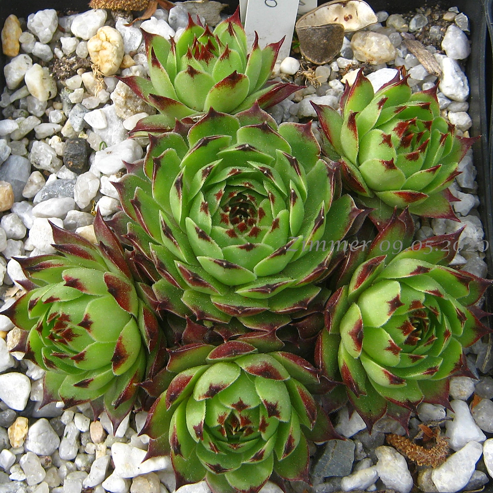 calcareum from La Colle St. Michel