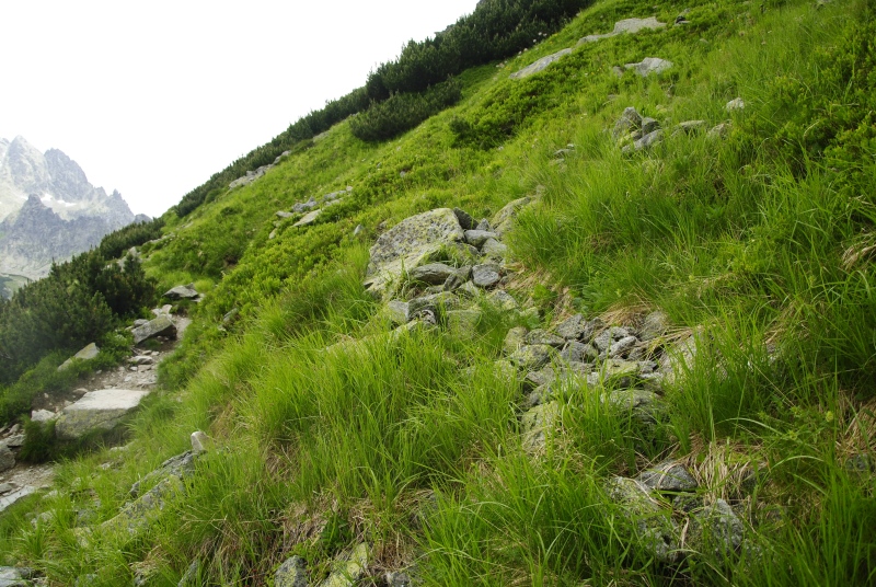 montanum ssp. carpathicum from Ostrva, N Abhang