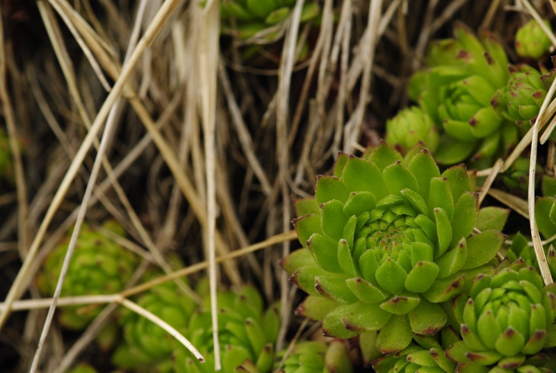 montanum ssp. carpathicum from Ostrva, N Abhang