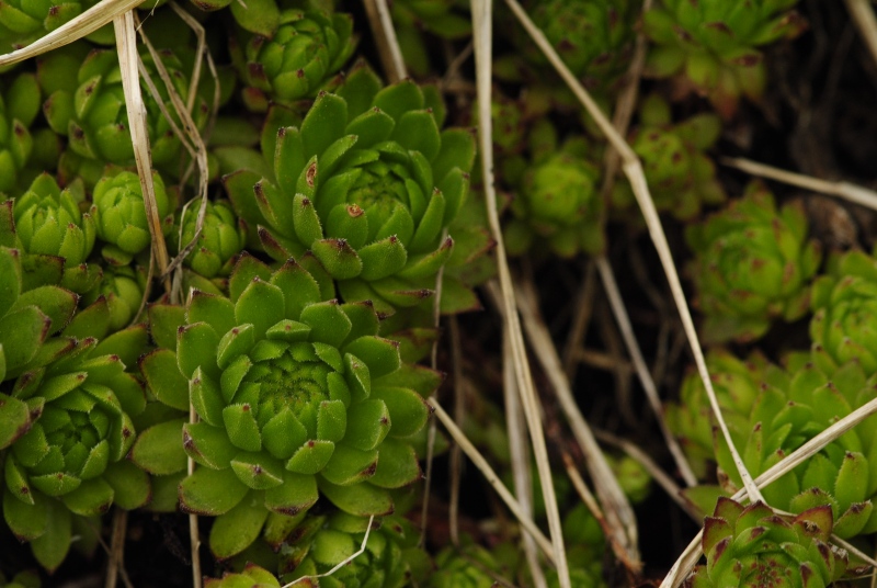 montanum ssp. carpathicum from Ostrva, N Abhang