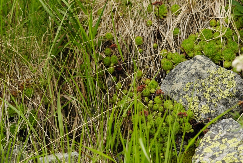 montanum ssp. carpathicum from Ostrva, N Abhang