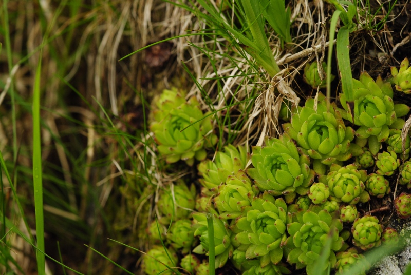montanum ssp. carpathicum from Ostrva, N Abhang