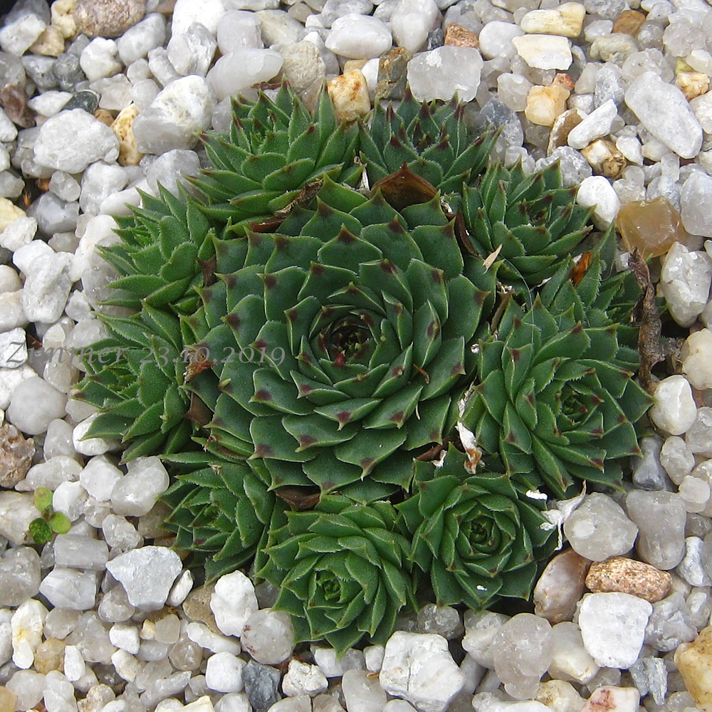 calcareum from Malaucène, 1000m