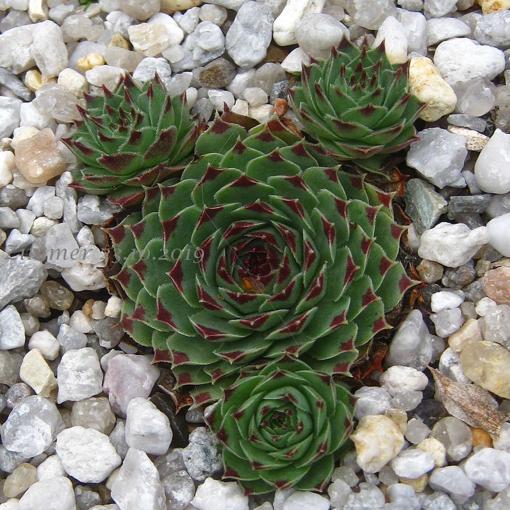 calcareum from La Tour-sur-Tinée
