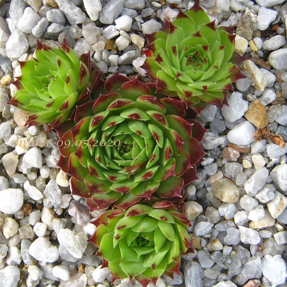 calcareum from La Tour-sur-Tinée