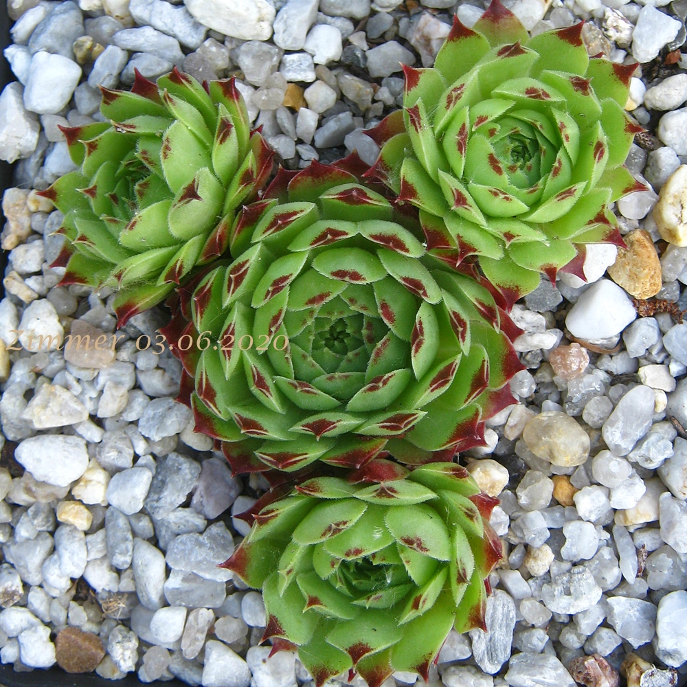 calcareum from La Tour-sur-Tinée