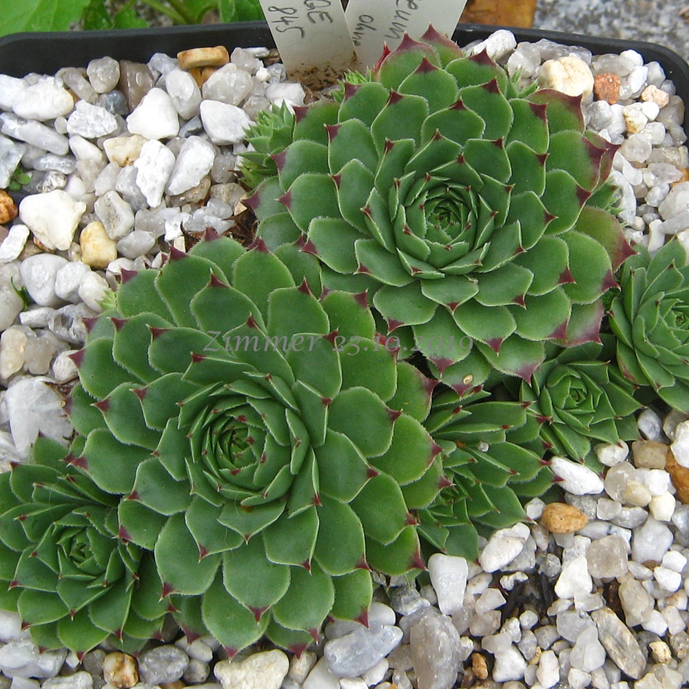 calcareum