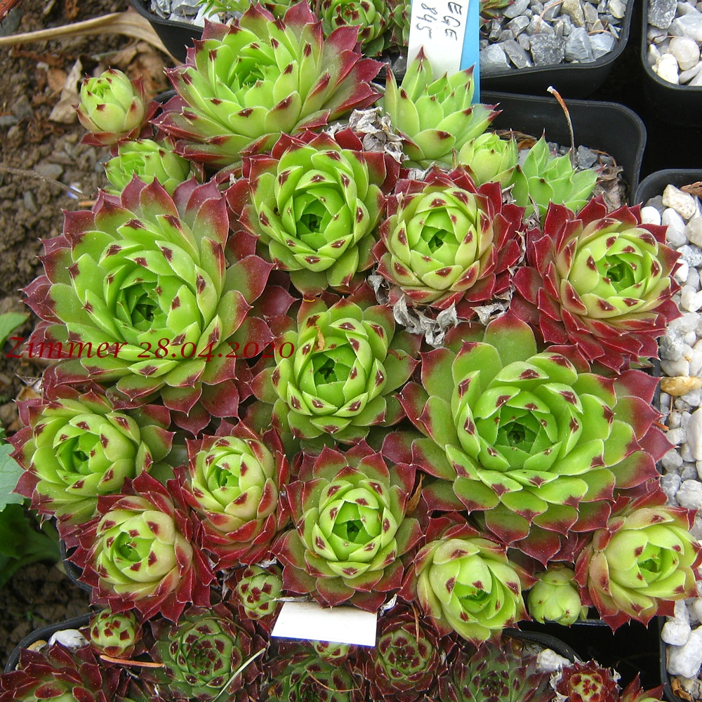 calcareum