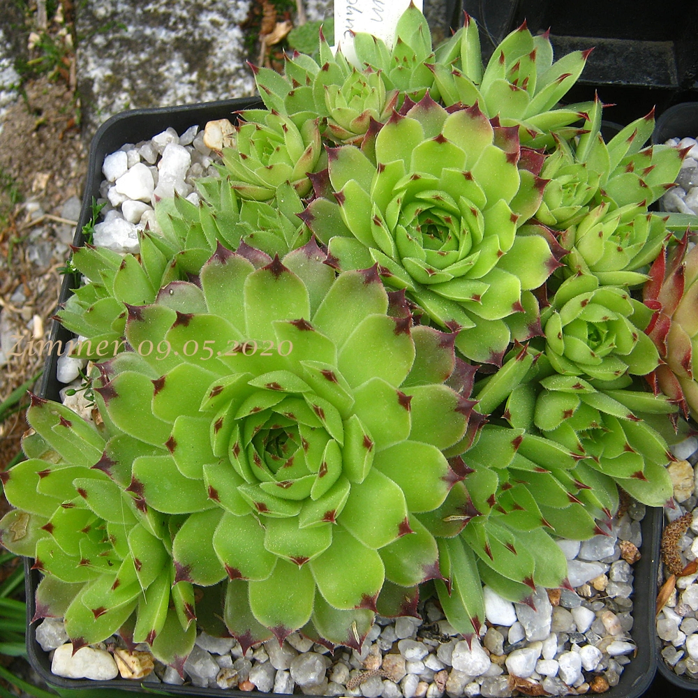 calcareum