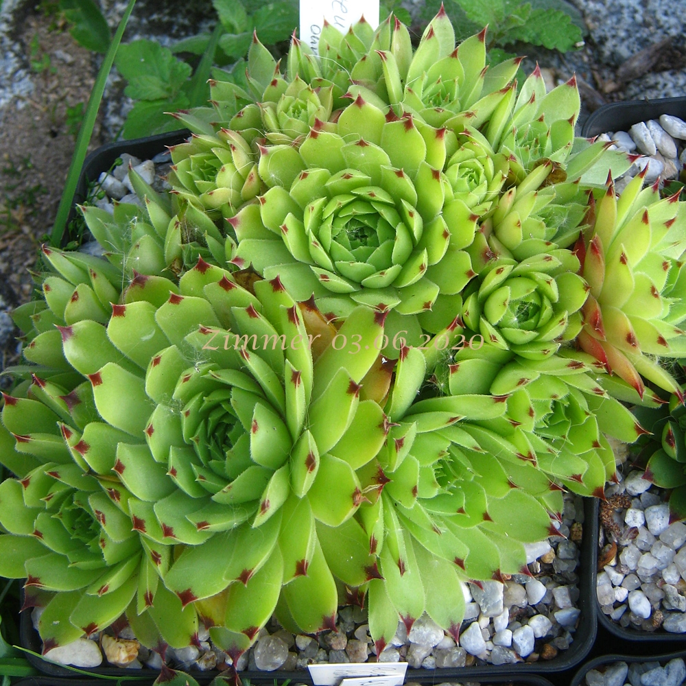 calcareum