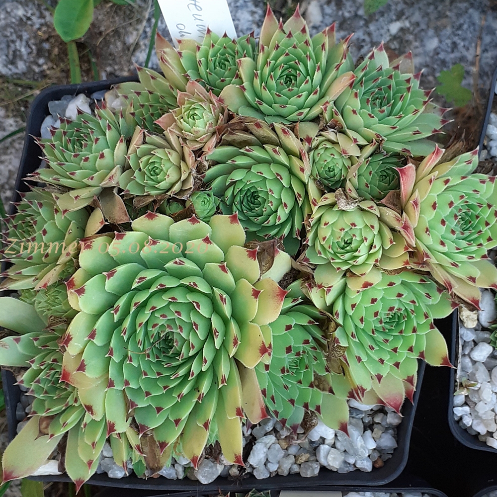 calcareum