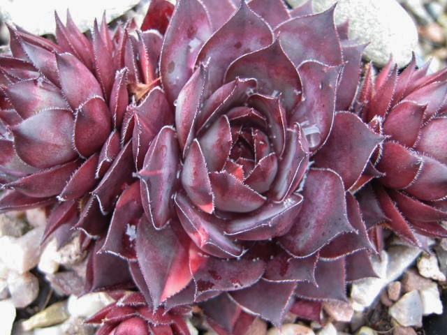 Atropurpureum