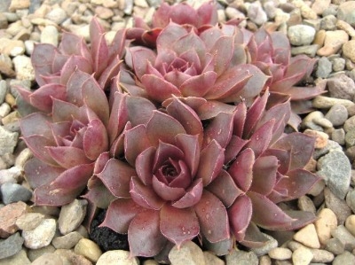 Brunneifolium