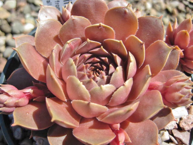 Brunneifolium