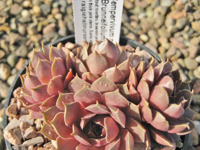 Brunneifolium