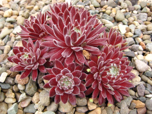 Crimson Velvet