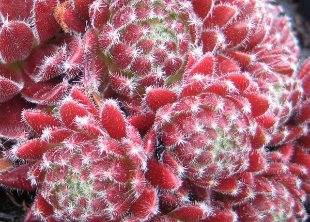Crimson Velvet