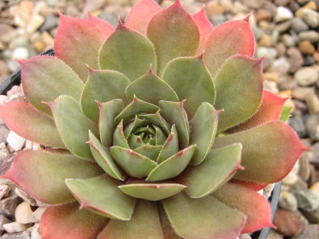 Desert Bloom