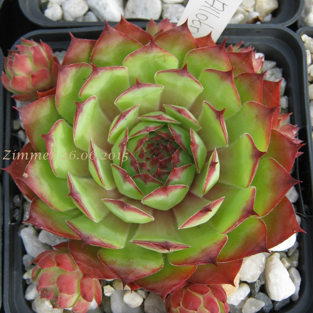 Allotria
