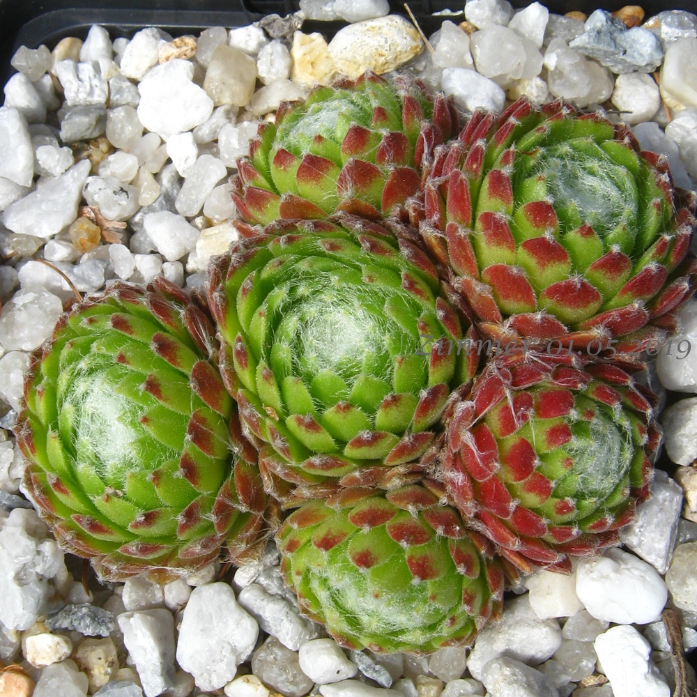 Almaros