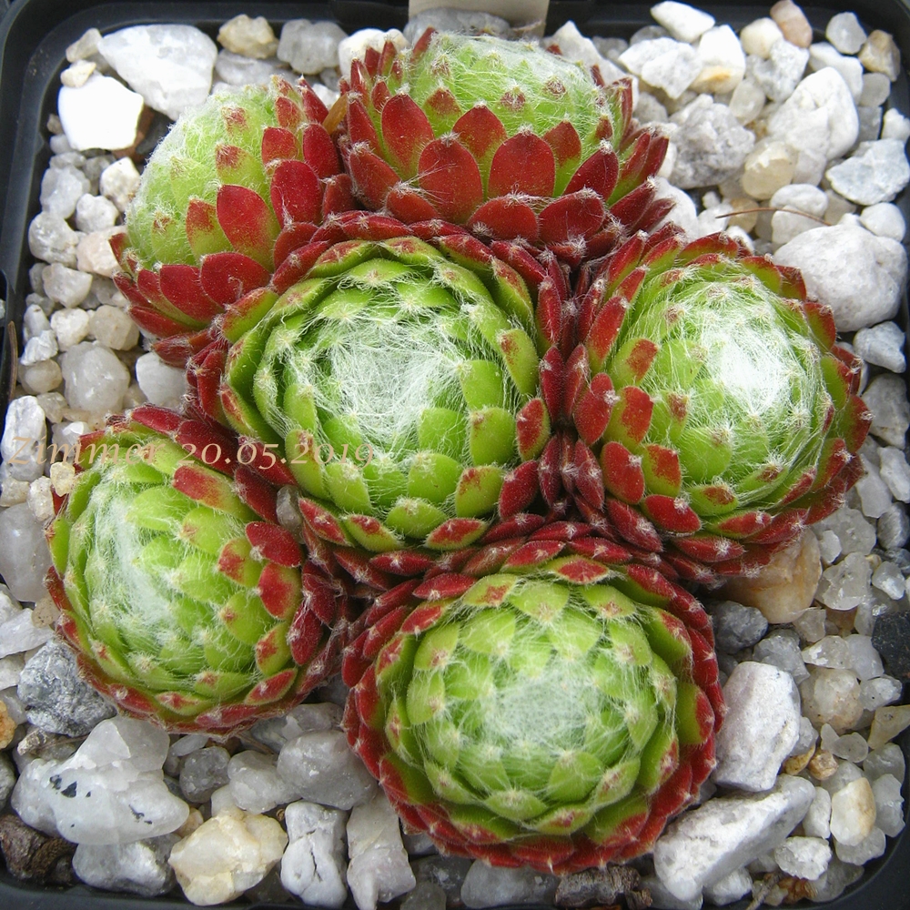Almaros