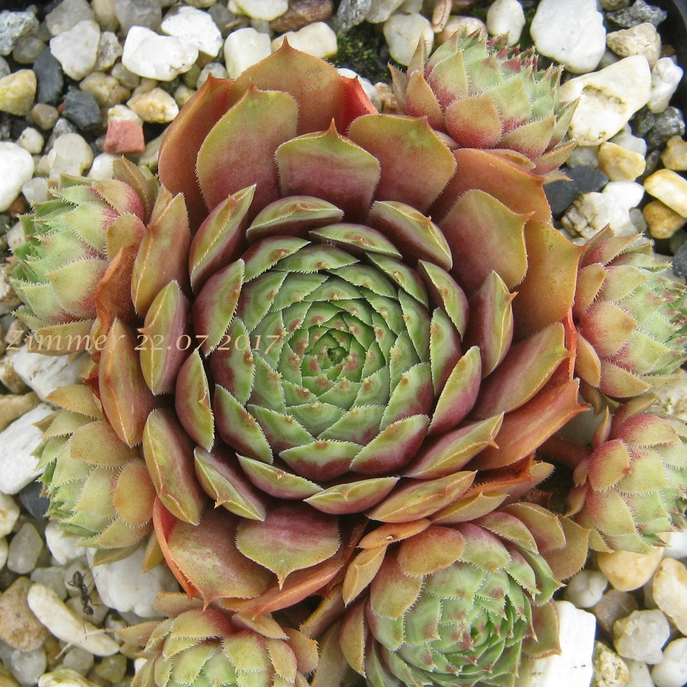 Aloysia