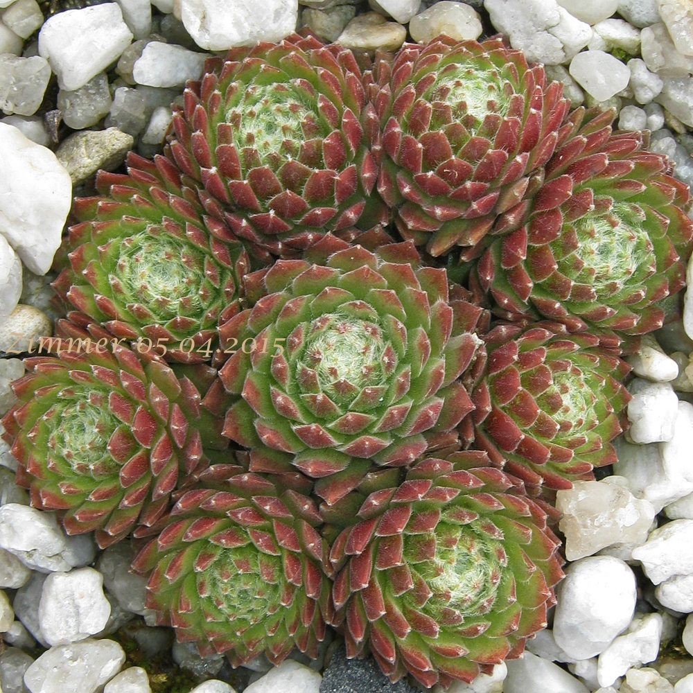 Bing Crosby