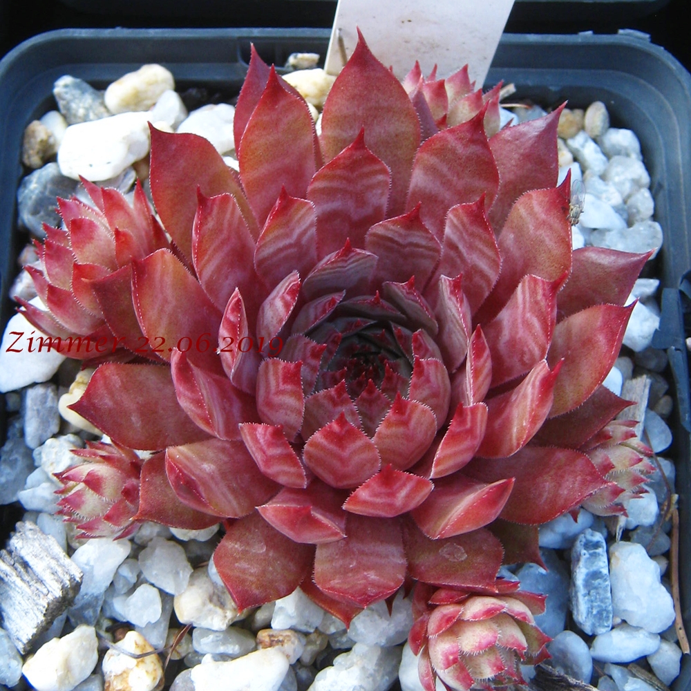 Blood Tip