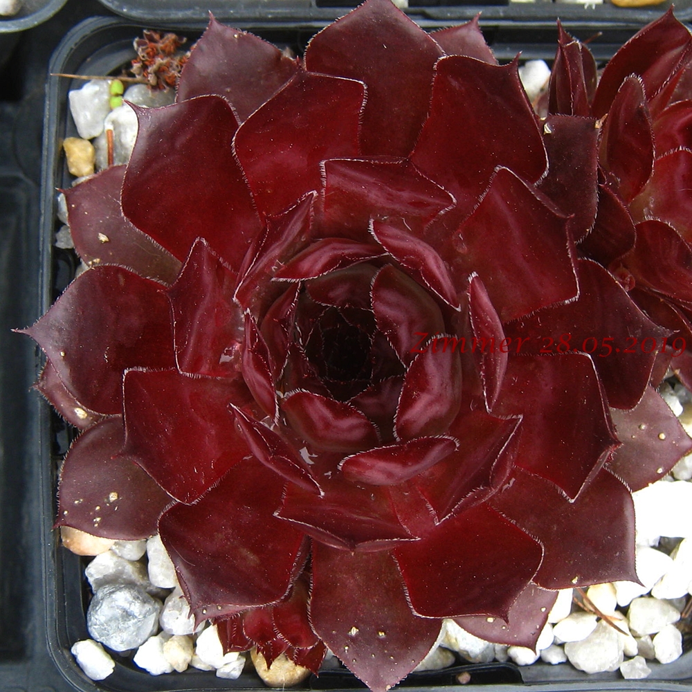 Caracallia