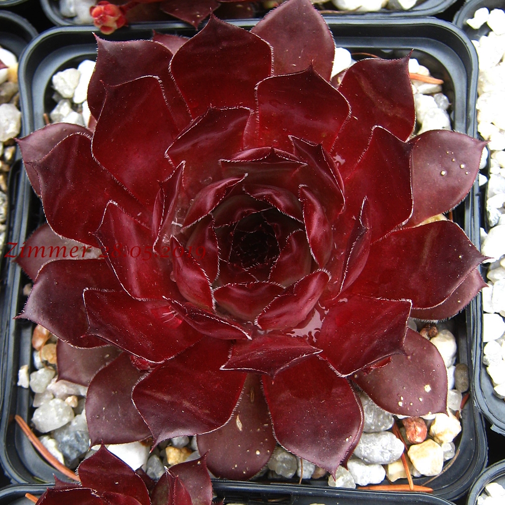 Caracallia