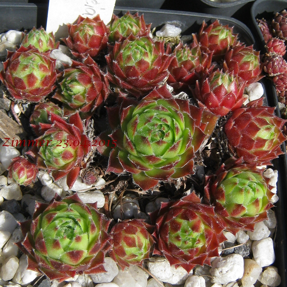 Cassiopeia