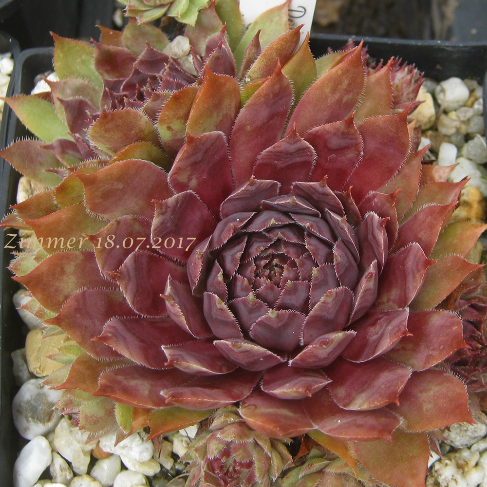 Devon Jewel