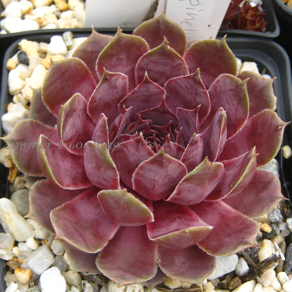 sp. from Epinel