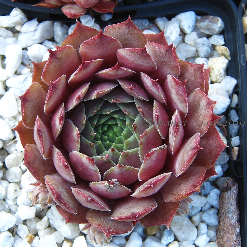 Eugenia