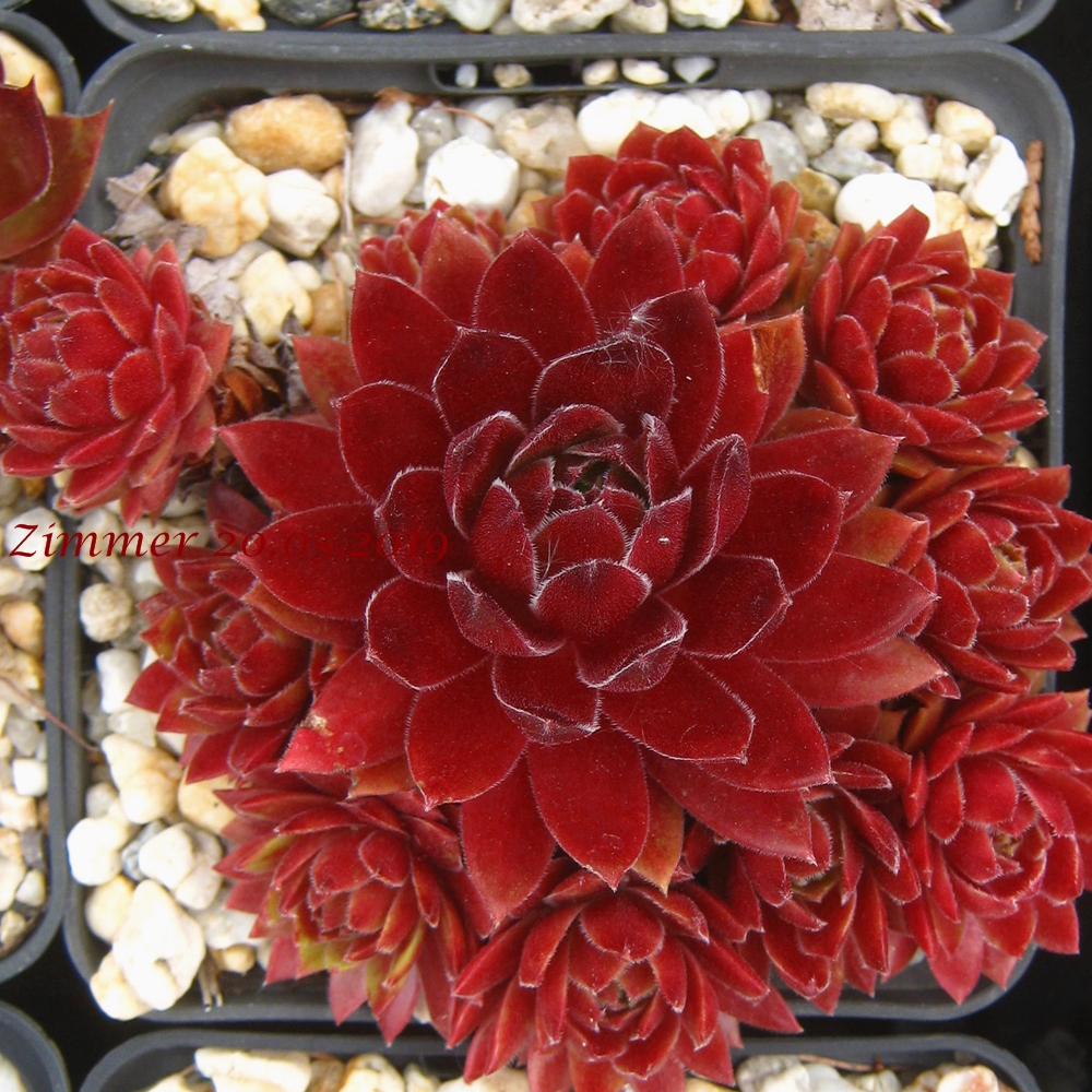 Gloriosum
