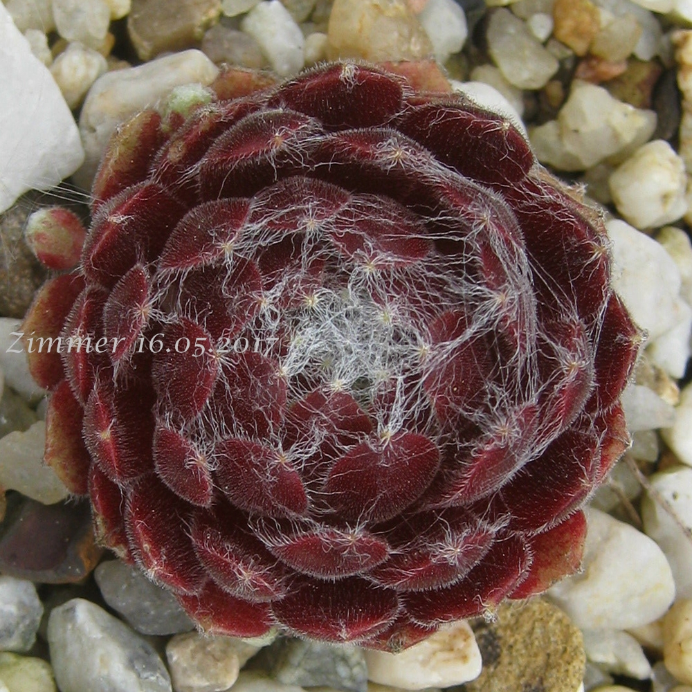 Gossamer