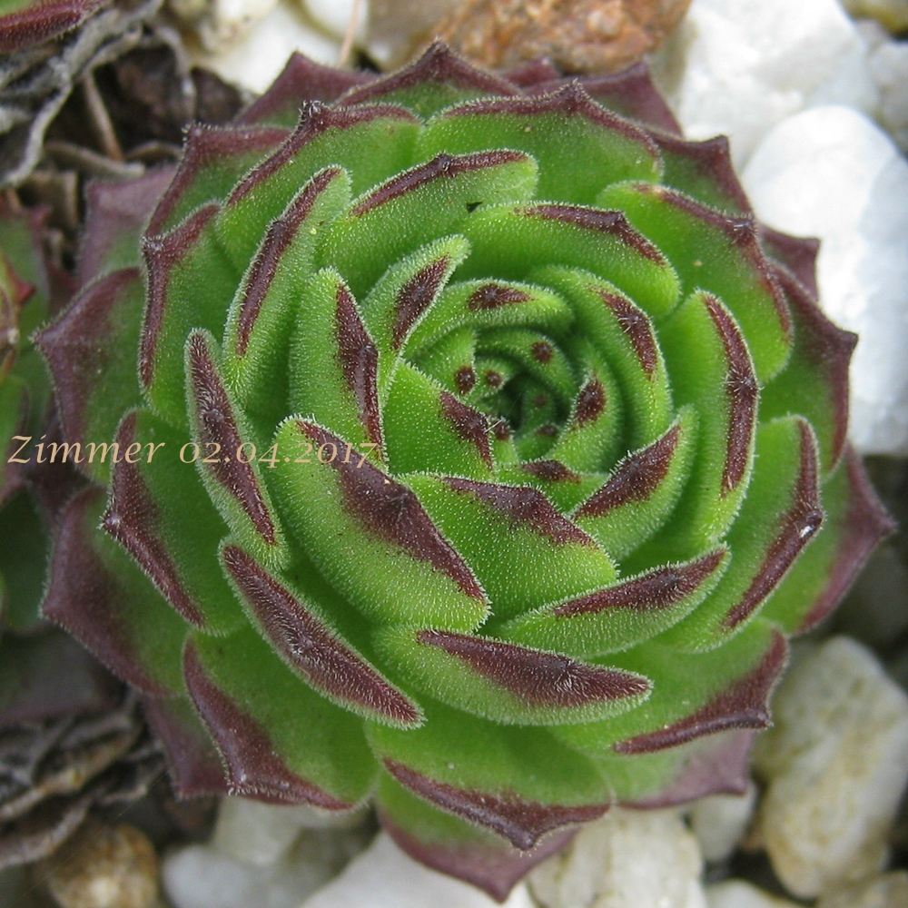 Green Fellow