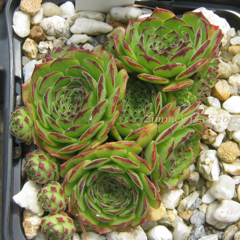 Green Fellow