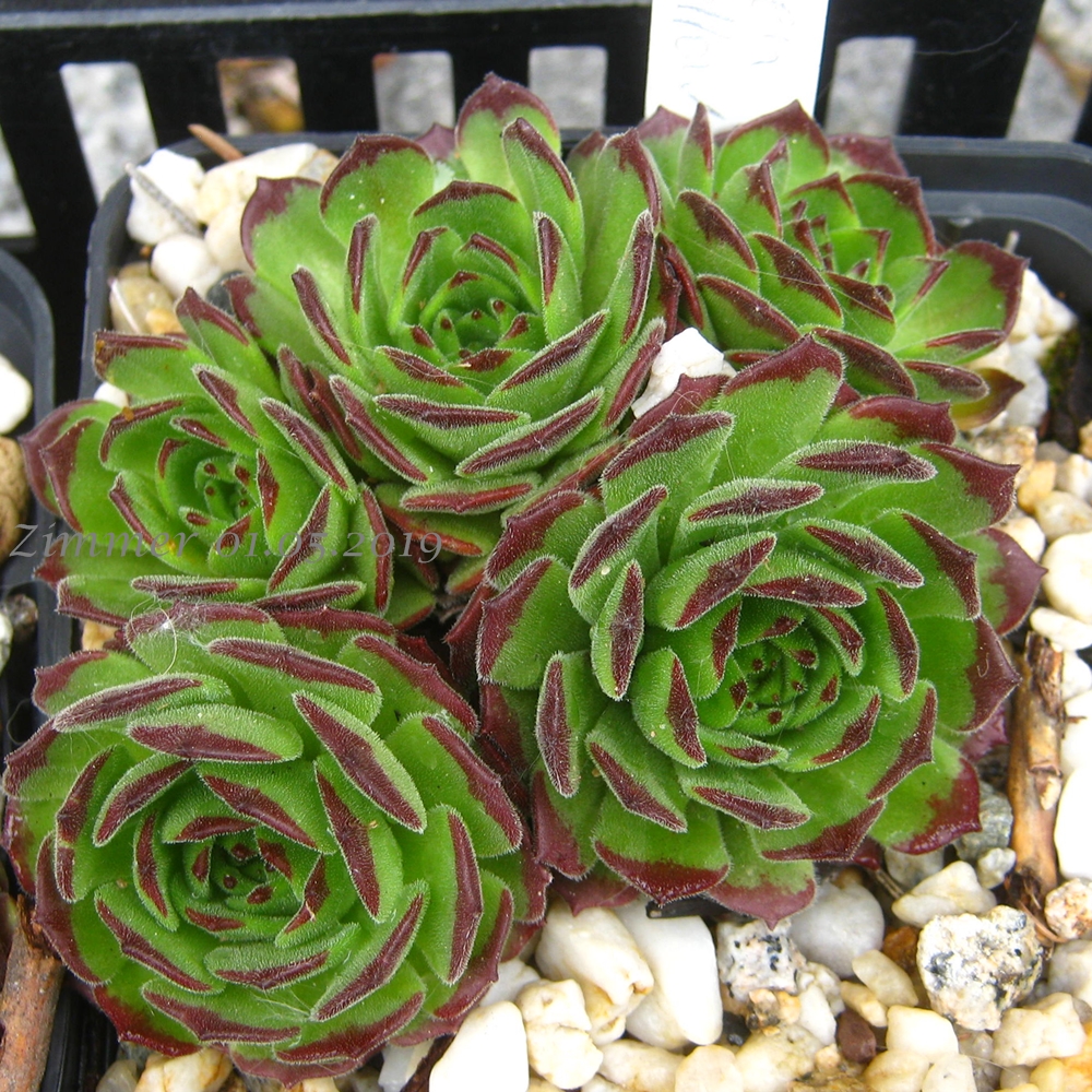 Green Fellow