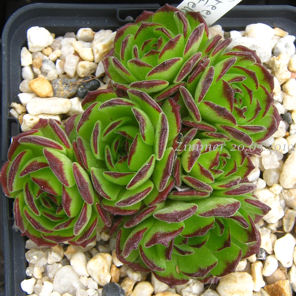 Green Fellow