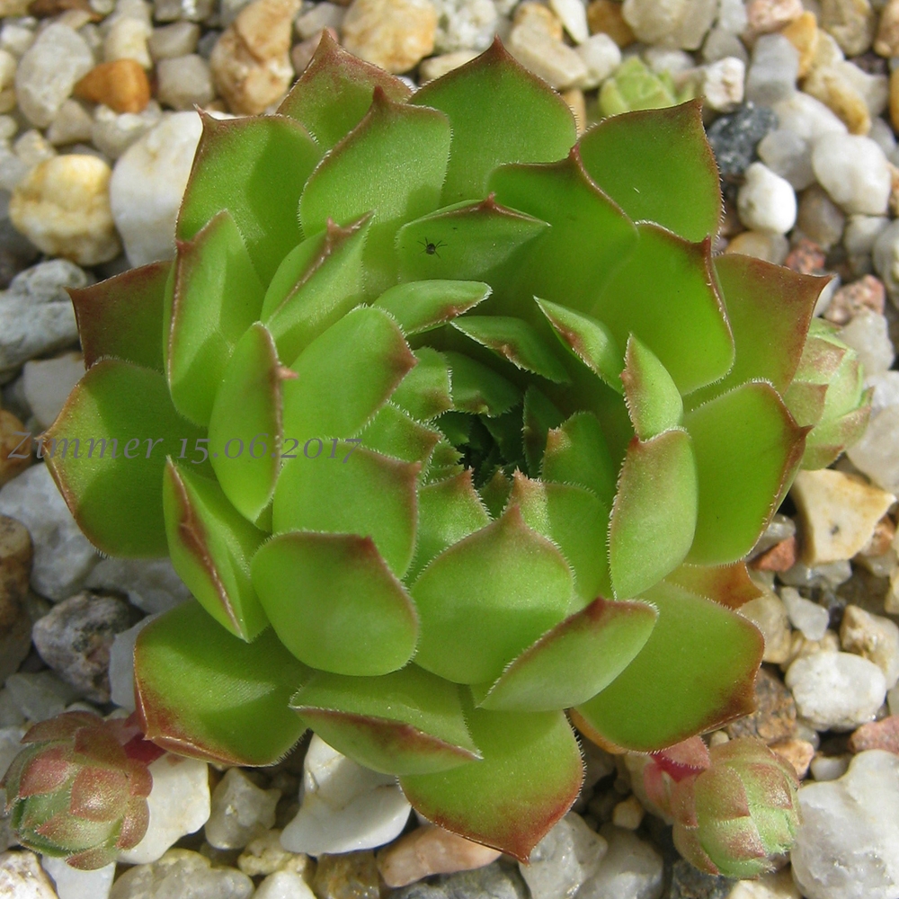 Green Opal