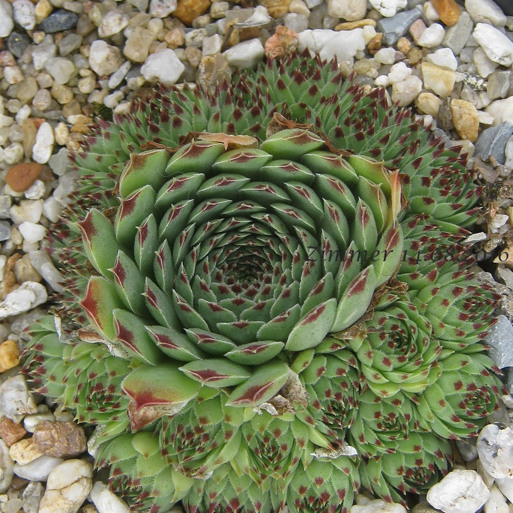 Greenii