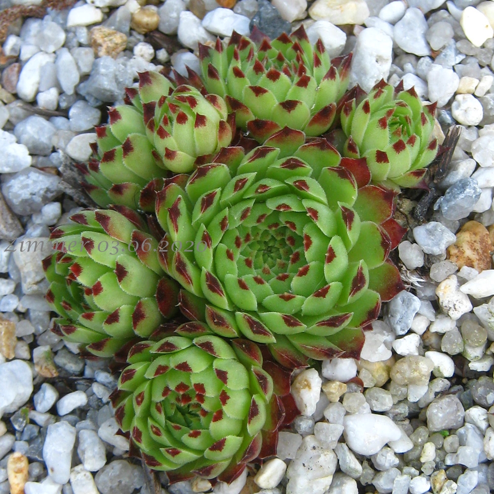 Greenii