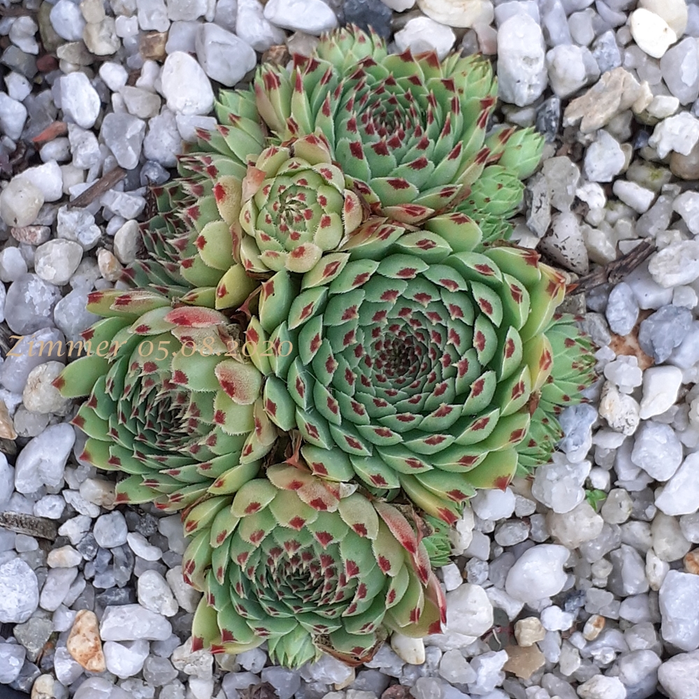 Greenii